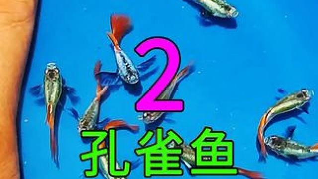 <第2/3集>孔雀鱼的养殖奥秘，繁殖过程大开眼界 #记录片充电计划