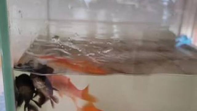 #鱼儿自由自在的水中游 #玻璃缸中的大自然