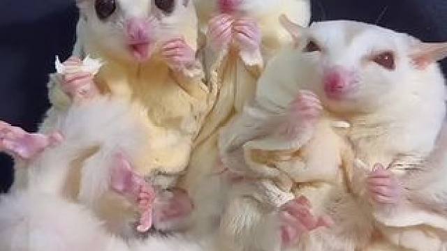 每天醒来面对一群小可爱真是太幸福啦
#萌宠出道计划 #萌到爆炸了 #小动物们能有多治愈 #它真的好像