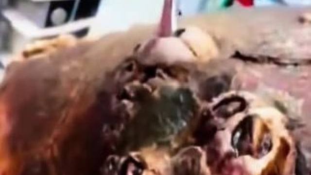 我发布了一个新视频，快来围观吧！