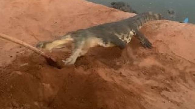 这鳄鱼发起疯来，连土都吃……