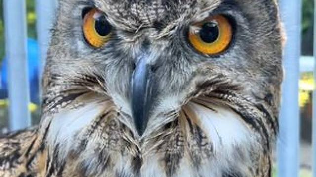 国外小伙的宠物雕鸮 #国外视频分享 #奇妙的动物 #宠物