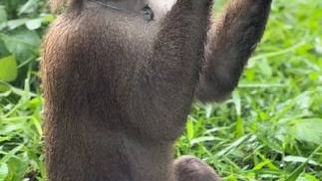 打工猴摘完椰子喝红牛吃野草 #国外视频分享 #猴子成精 #打工猴