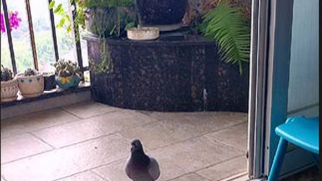 #鸽子 #抓拍瞬间 #家庭新成员
初来我家胆儿小，现在已经混熟了，艺宝还特地给它买了鸽粮，看样子已经