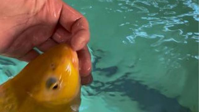 现在流行遛鱼吧#鱼 #好运锦鲤