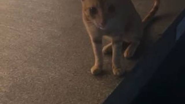 这两天回来都得问保安猫咪有没有来，那会没见到心里多了份牵挂，这会见到，我好开心，已经给它买了猫粮还有