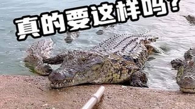 鳄鱼：真的要这样吗？#鳄鱼 #鳄珍 #鳄鱼养殖场 #鳄鱼皮带