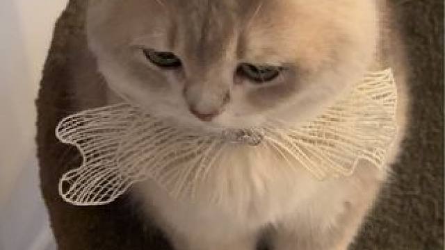 晚安啦#小猫日记