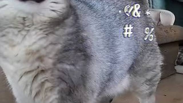 早上老登来开门那段真是太可爱了！我看了好几遍 #记录猫咪日常 #监控下的一幕 #这一小坨猫谁受得了 