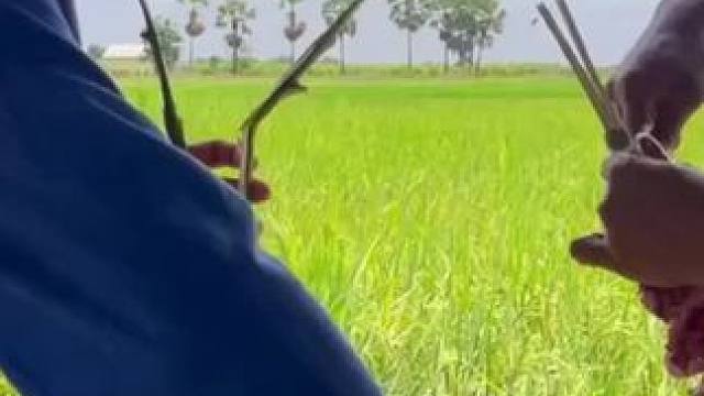 鸡肉味道的田鼠 #农村美食 #农村生活 #我的乡村生活 #原始美味