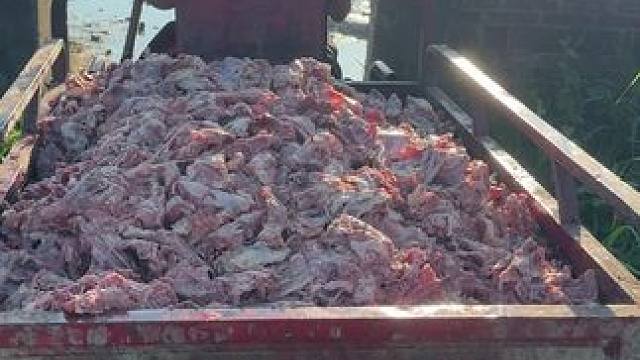 喂鱼了……家人们