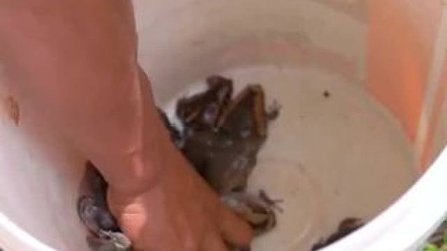 东南亚大补林蛙 #农村生活 #我的乡村生活 #农村美食 #原始美味