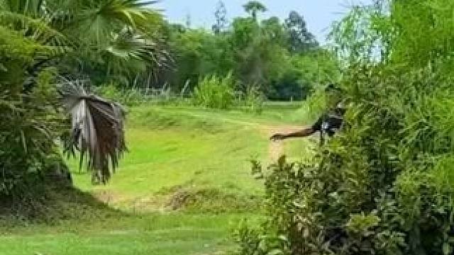 大补牛胎盘 #农村生活 #我的乡村生活 #农村美食 #原始美味