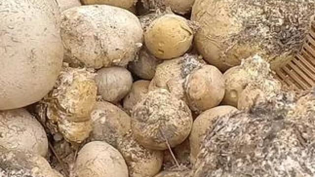 捡菌子第六十四天，捡菌子没捡到，第一次捡到这么多马屁包。#捡菌子 #马屁包菌 #户外打野 #山货 