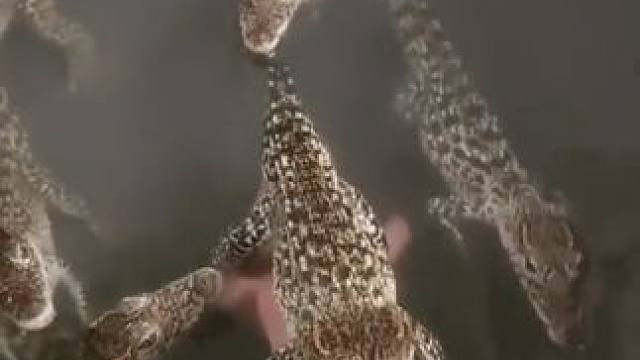 宠物小鳄鱼 #国外视频分享 #奇妙的动物 #鳄鱼