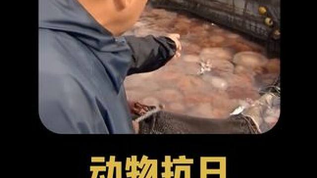 中国出生的动物都带点抗日属性 #越前水母 #动物 #搞笑 #吐槽