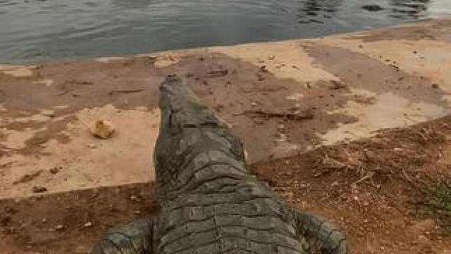 一杯鳄鱼酒，带您领略独特风味的佳酿 #鳄鱼 #养生酒