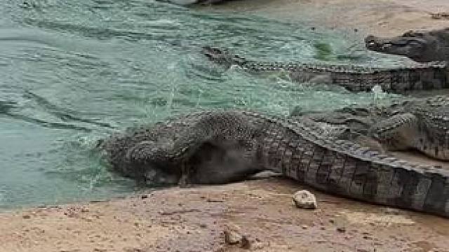 喝鳄鱼酒，品味非凡魅力 #鳄鱼 #养生酒