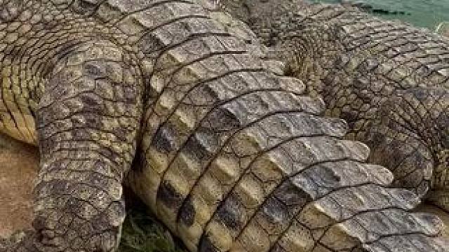 鳄鱼酒，让你享受尊贵时刻 #鳄鱼 #养生酒