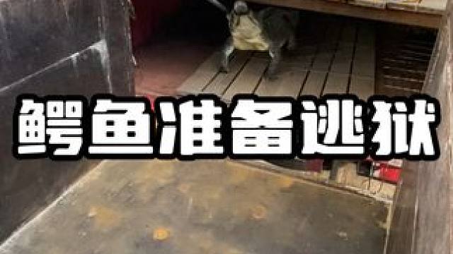 鳄鱼准备逃狱#鳄鱼 #鳄珍 #鳄珍鳄鱼酒