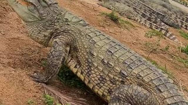 日常养生，一杯鳄鱼酒！感受独特的酿造工艺与醇香！ #鳄鱼 #养生酒