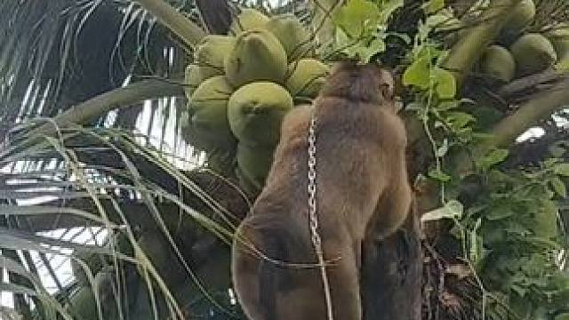 打工猴上班摘椰子 #国外视频分享 #猴子成精 #打工猴