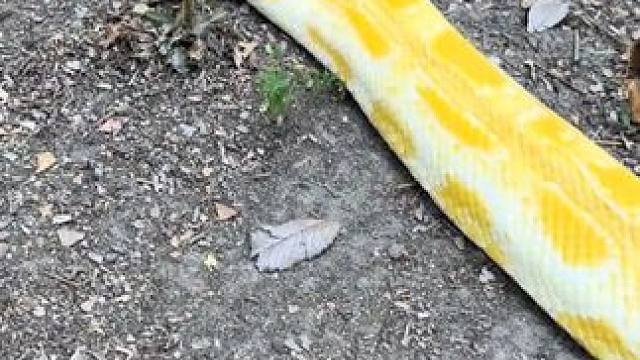 #国外视频分享 #奇妙的动物 #黄金蟒