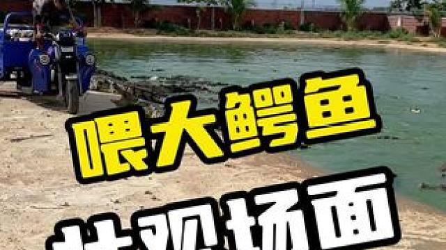 喂大鳄鱼壮观场面#鳄鱼 #鳄珍 #鳄鱼皮带 #鳄鱼养殖场