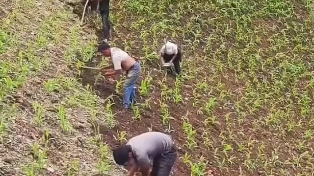 这就是农民干活的样子，其实好快乐