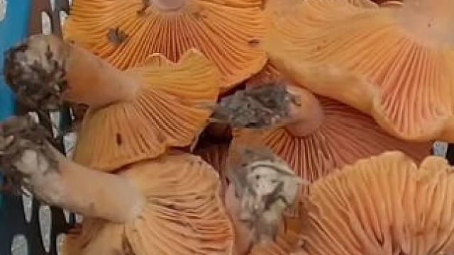 捡菌子的第六十五天，今天我们来捡一天路边菌，看能够捡到多少。#捡菌子 #山珍美味 #山货 #户外打野