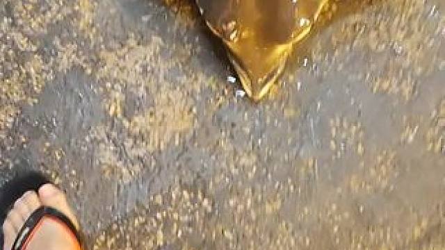 #鱼获 #今晚一出手就中一条30斤的魔鬼鱼！