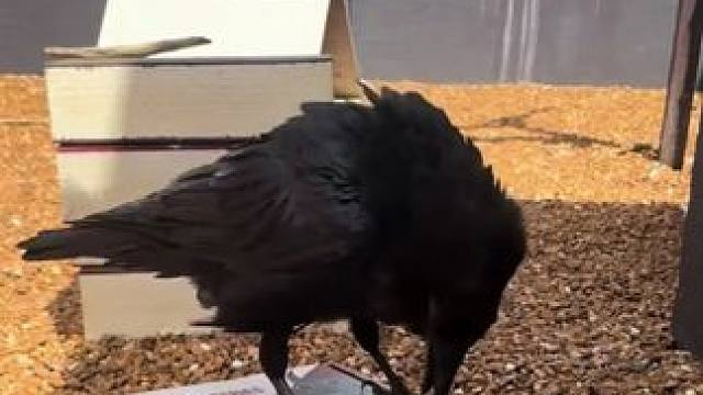 聪明的乌鸦拆礼物盒 #国外视频分享 #奇妙的动物 #宠物