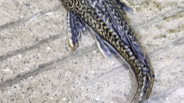 下大雨了出门就能捡到清道夫