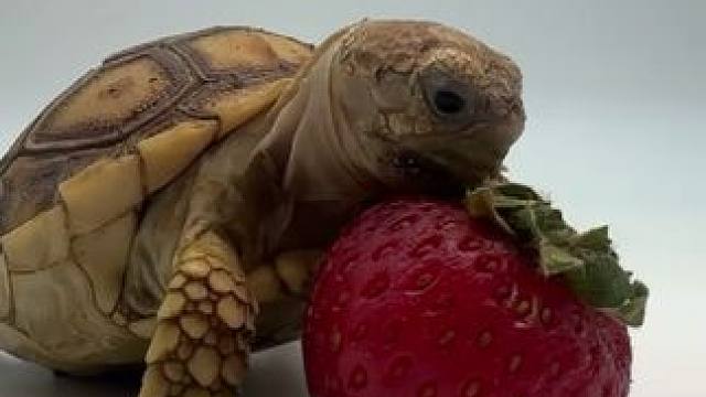 乌龟吃草莓 #国外视频分享 #奇妙的动物 #乌龟