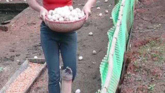 美女收获鸭蛋去卖#夏日来电#配乐有奖 #野外生存