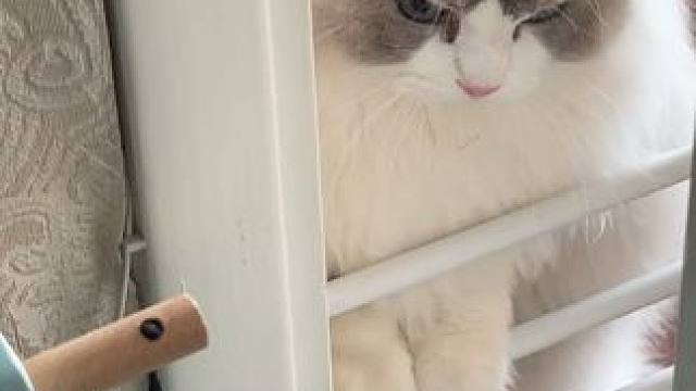 叮叮叮～下午茶时间到～ #布偶猫 #这一小坨猫谁受得了 #帕特 #帕特鲜喝汤 #猫咪喝水