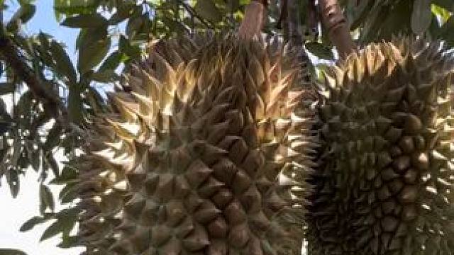 泰国采摘榴莲，一棵树实现榴莲自由 #国外视频分享 #泰国榴莲原产地 #喜欢吃榴莲的看过