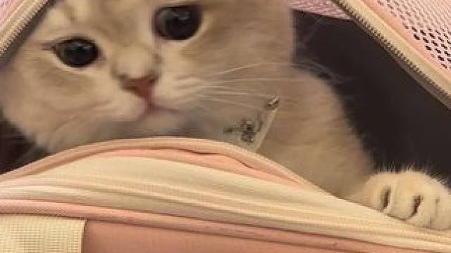 胖 妈给你把行李收拾好了 出发吧#小猫日记 #wakytu