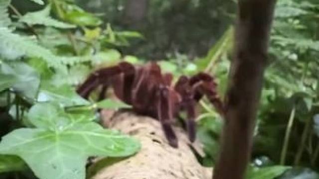 #国外视频分享 #奇妙的动物 #蜘蛛精