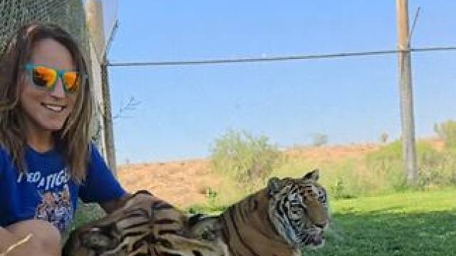 #国外视频分享 #老虎 #宠物