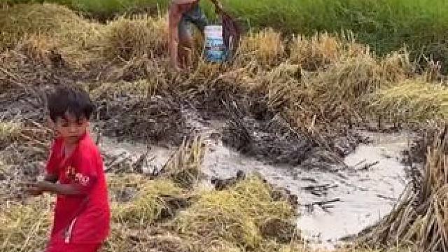 农忙季节:抓稻花鱼 #户外抓鱼#农村生活 #我的乡村生活 #农忙秋收