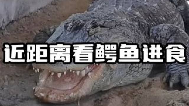 近距离看鳄鱼进食#鳄鱼  #鳄珍  #鳄珍鳄鱼酒