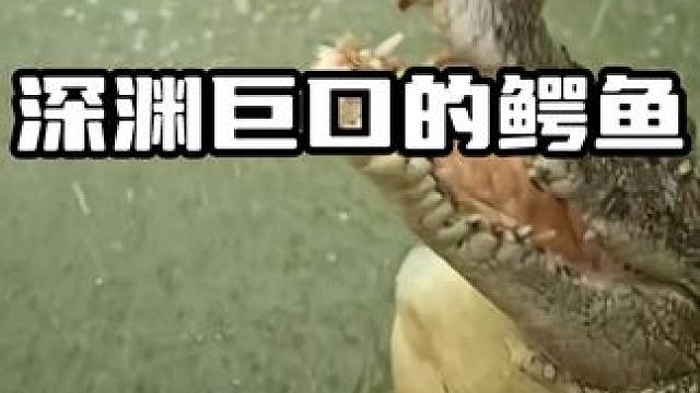 深渊巨口的鳄鱼#鳄鱼 #鳄珍 #鳄珍鳄鱼酒