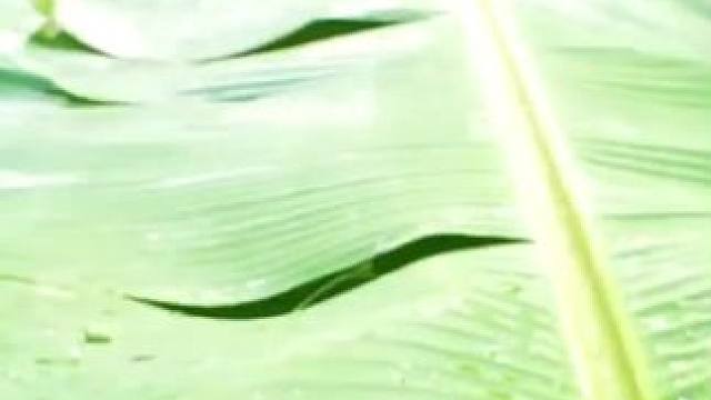 东南亚乡村美食 #农村生活 #我的乡村生活 #原始美味 #农村美食