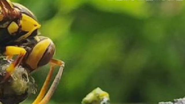 小动物世界#野生动物零距离 #奇妙的动物 #动物世界 #户外