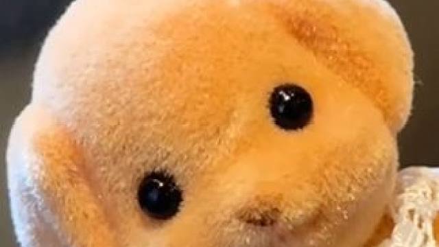 拜托～谁能拒绝这么可爱的小鼻嘎呀！#森贝儿 #森贝儿贵宾犬 #阔爱炸了 #森贝儿小狗 #玩偶