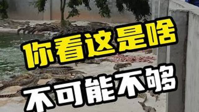 你看这是啥？不可能不够#鳄鱼 #鳄珍 #鳄鱼皮鞋 #鳄鱼养殖场