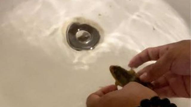  ：不是哥们，你这背景音乐，真是请我来学游泳的？#泳蛙新手教学 #蛙泳 #学游泳我是认真的