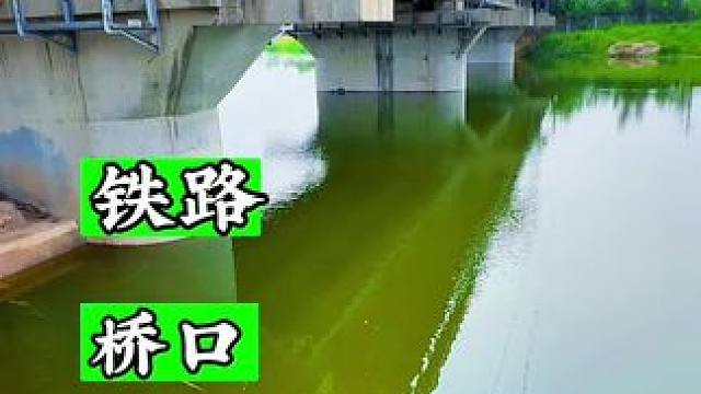 真是没想到这不起眼的桥下鱼情竟然这么暴躁#钓鱼的乐趣只有钓鱼人懂 #户外垂钓 #野钓 #户外野钓#钓