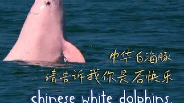 CGTN×深空之眼丨海洋公益保护行动微纪录片 《中华白海豚 请告诉我你是否快乐》